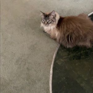 Meet your Posher, Nancy